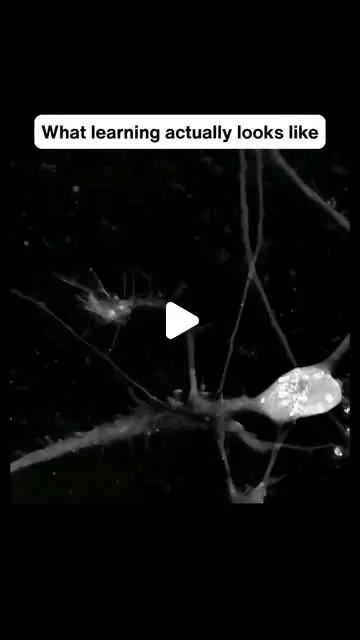 A spider weaving its web in the dark.