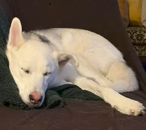 A white dog peacefully sleeping on a dark surface.