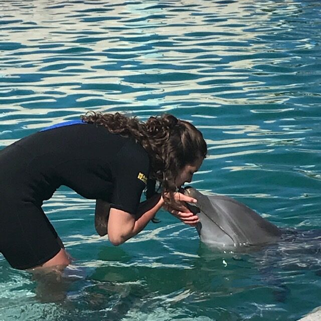 dolphin 11