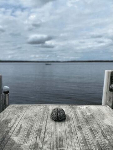 Dock with a walnut by the water.